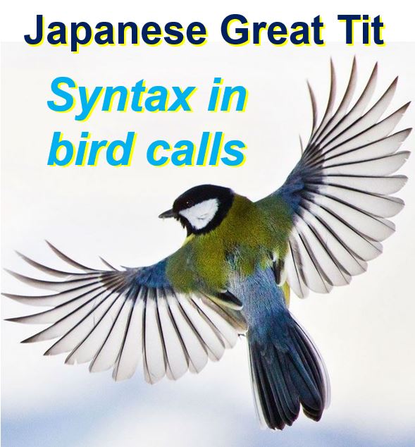 Birds have evolved syntax