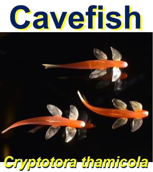 Blind Cavefish that can climb steep slopes