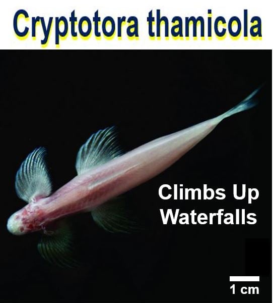 Blind cavefish that climbs up waterfalls