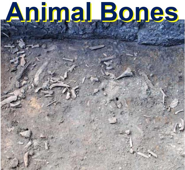 Butchered animal bones