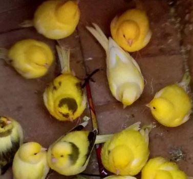 Canaries dumped in a box