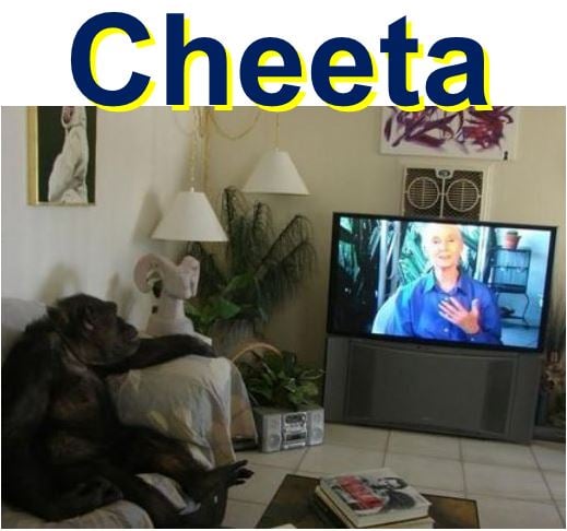 Cheeta