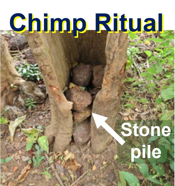 Chimp Ritual