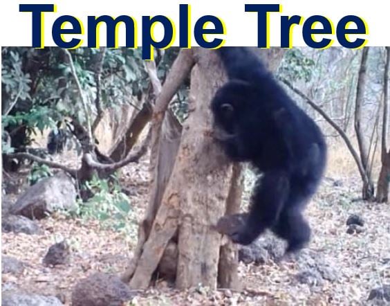 Chimpanzee at temple tree