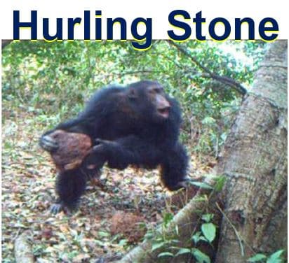 Chimpanzee hurling stone at tree