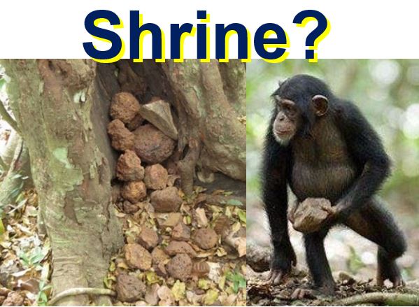 Chimpanzee shrine