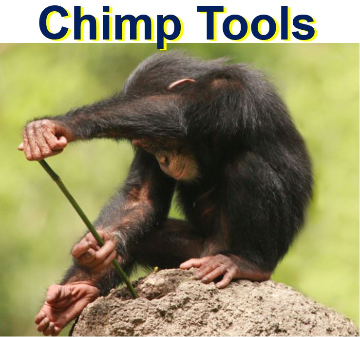 Chimpanzee tools