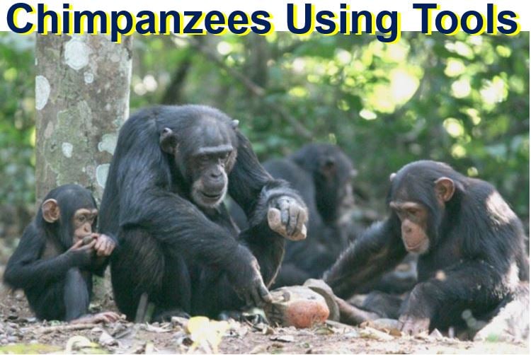 Chimpanzees using tools