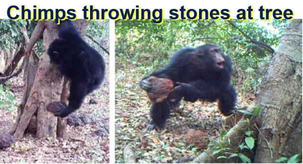 Chimps throwing stones at tree