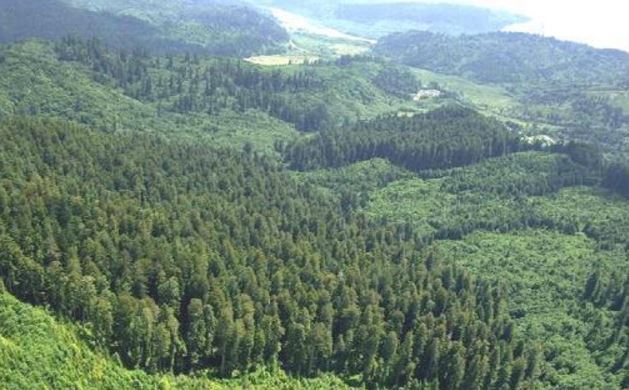 Coast redwood forest