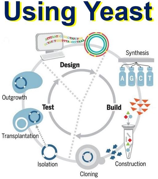 Design build test cycle using yeast