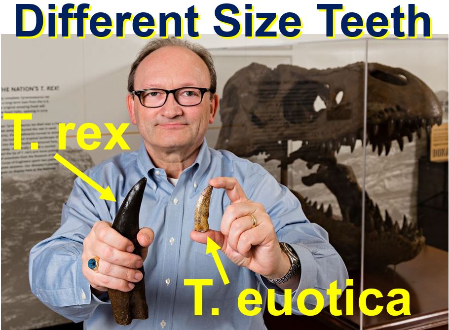 Different size teeth