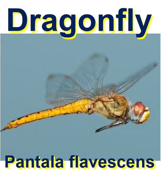 Dragonfly longest flier in the world