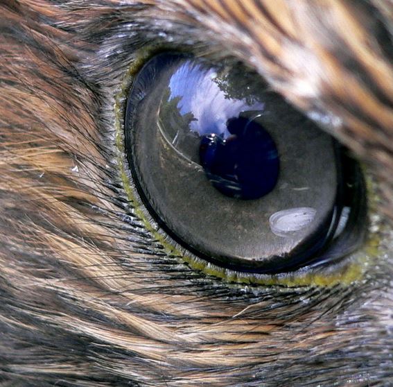 Eagle eye