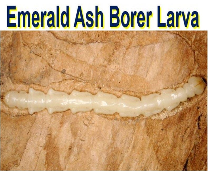Emerald Ash Borer Larva