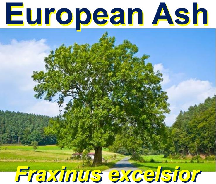 European Ash tree