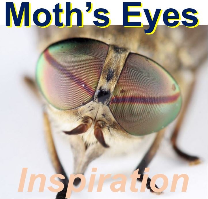 Eyes of moths inspiration