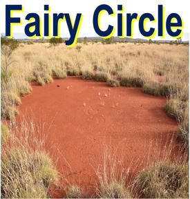 Fairy circles like this one caused by plants