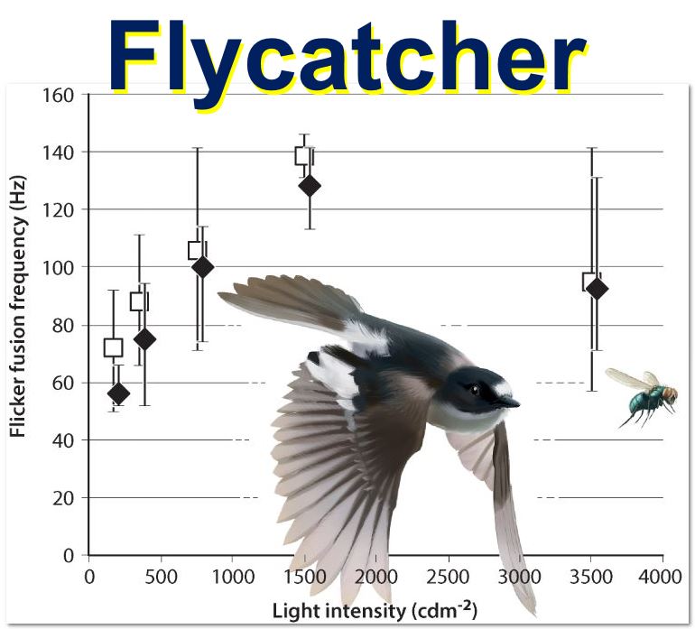 Flycatcher experiment