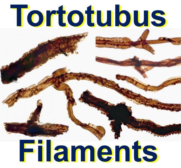 Fortotubus filaments fungi first organisms on land