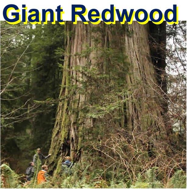 Giant Redwood huge tree