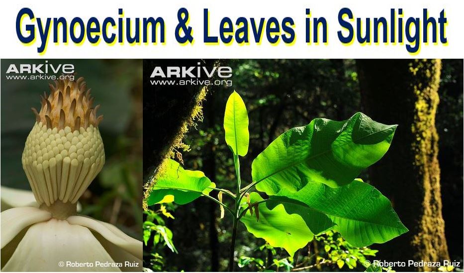 Gynoecium and leaves in sunlight
