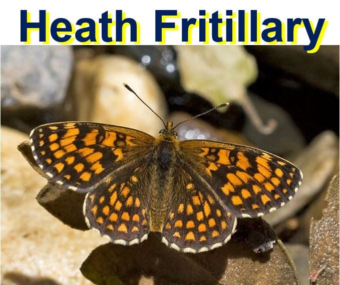 Heath Fritillary