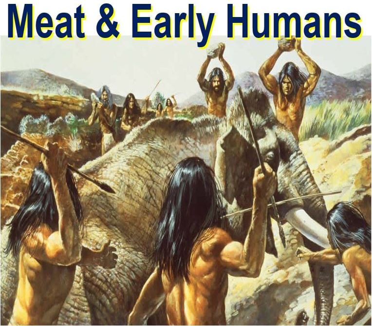 Human evolution linked to chewing less due to meat processing