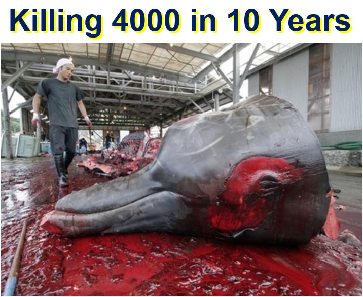 Killing 4000 whales in 10 years for science