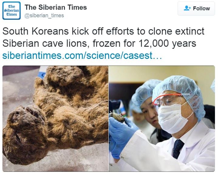 Lion cubs and Korean scientist Siberian Times