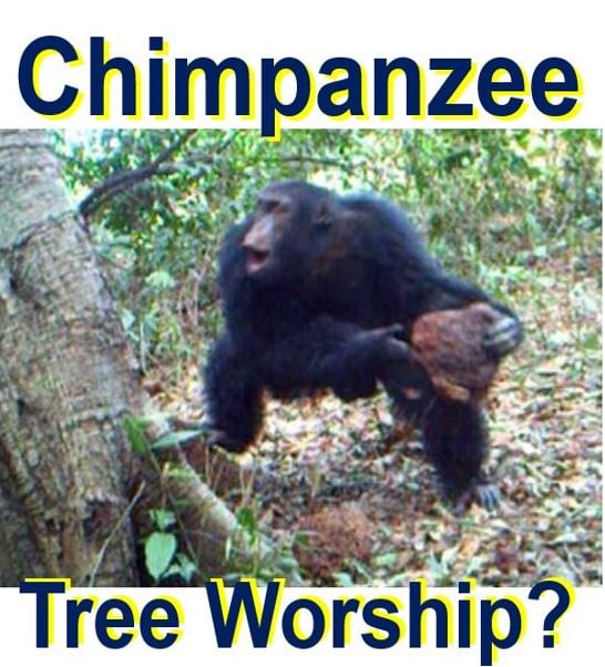 Looks like chimpanzee tree worship