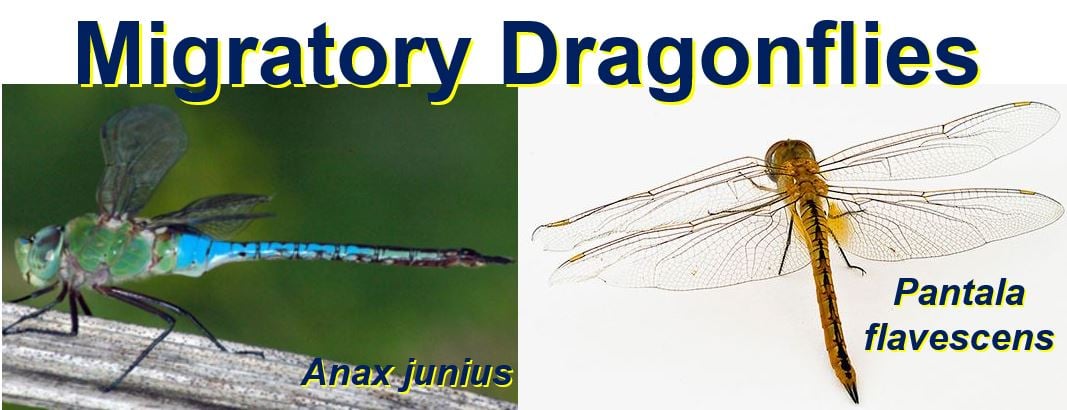 Migratory Dragonflies