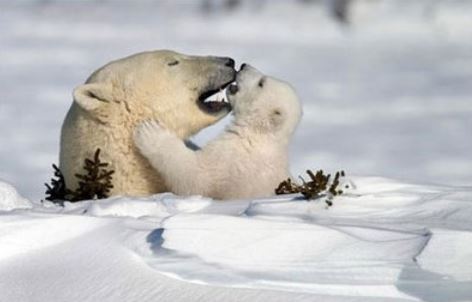 Mother and cub polar bears