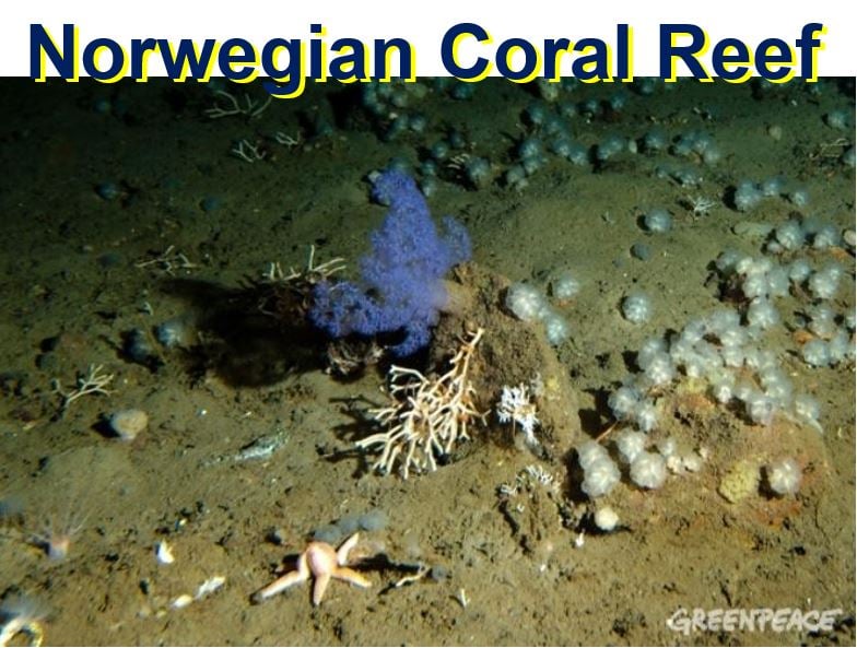 Norwegian coral reef