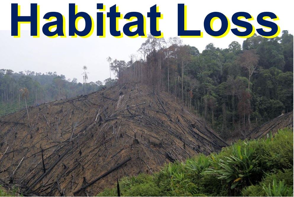 Orangutan habitat loss
