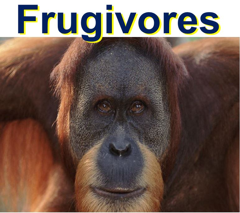 Orangutans are frugivores