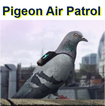 Pigeon Air Patrol for London