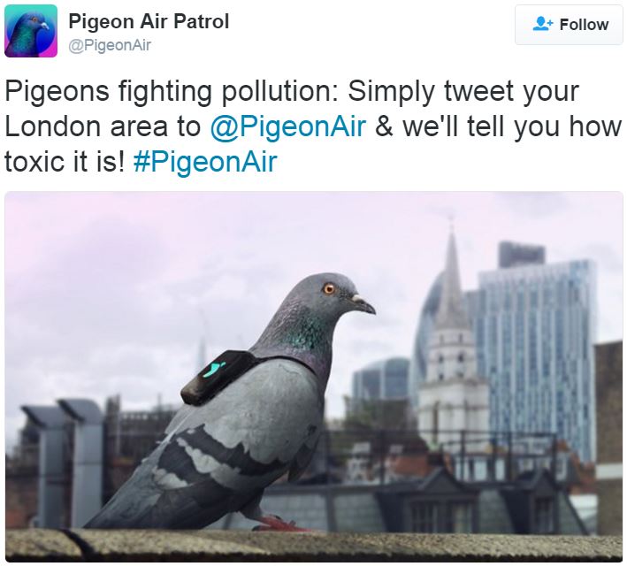 Pigeon Air Patrol pigeons monitoring pollution in London