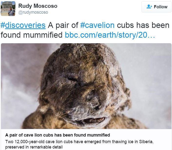 Preserved Lion Cub