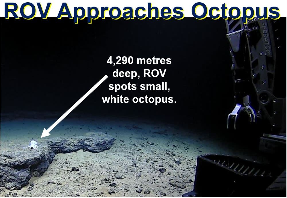 ROV approaches small octopus
