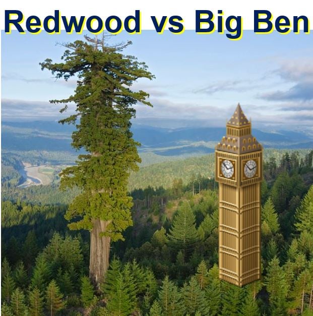 Redwood much taller than Big Ben