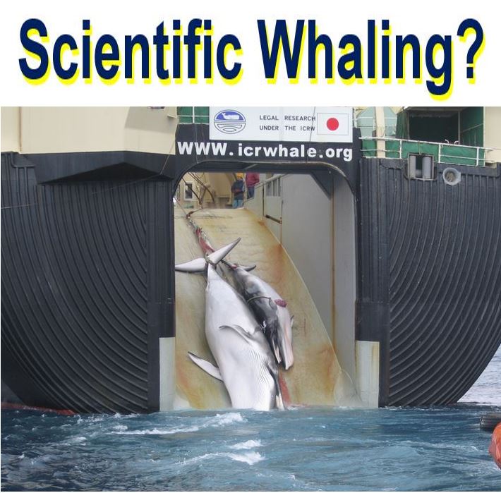 Scientific Whaline by Japan