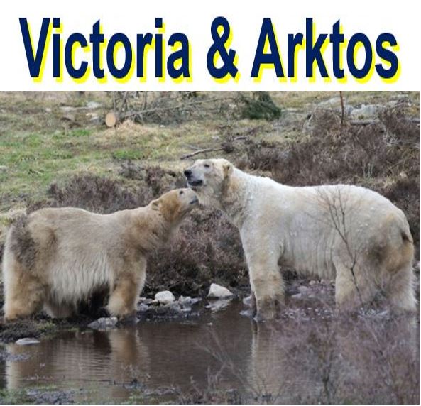 Scottish Polar Bear love with Victoria and Arktos