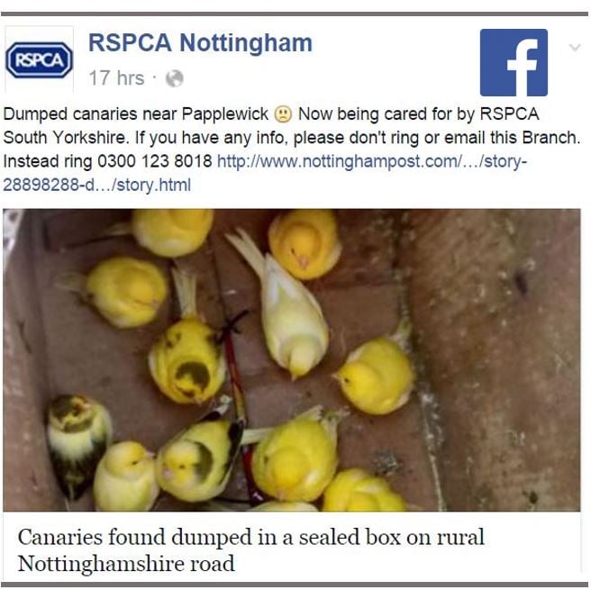 Seventeen canaries abandoned in box in cold night