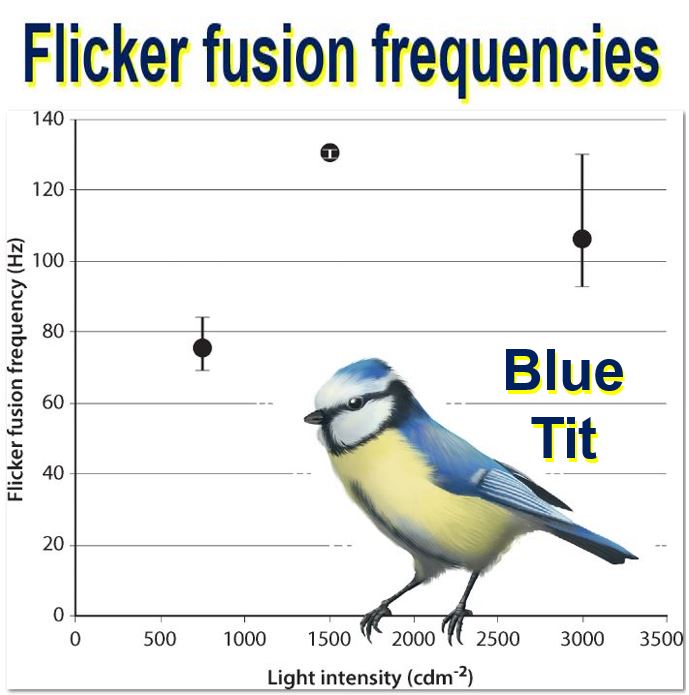 Small Birds Fast Vision Blue Tit