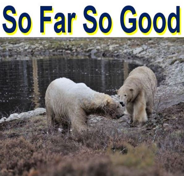 So far so good two polar bears bonding