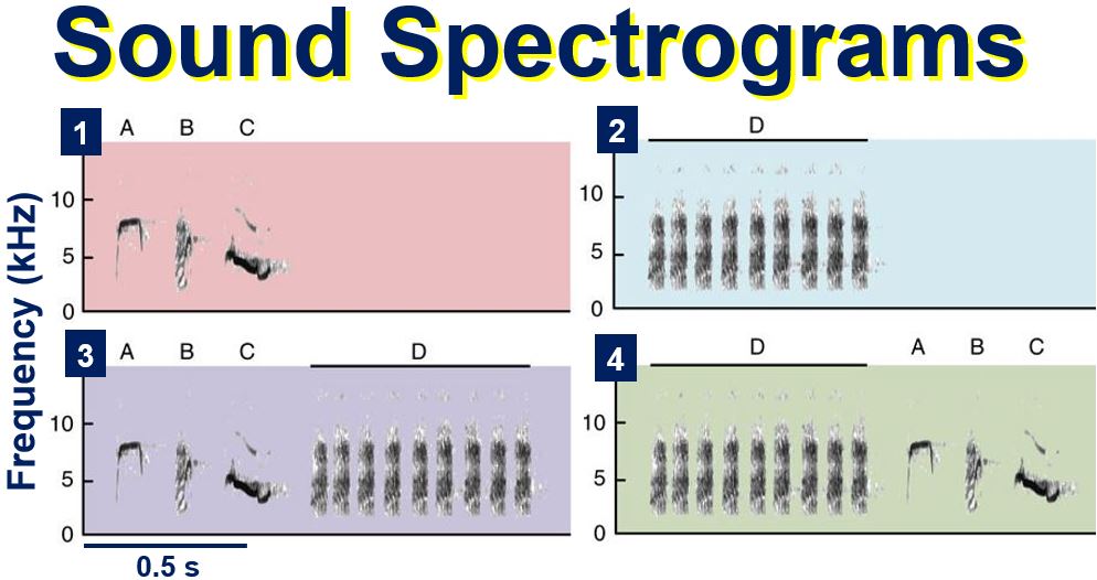 Sound spectrograms of call treatments played to Japanese great tits