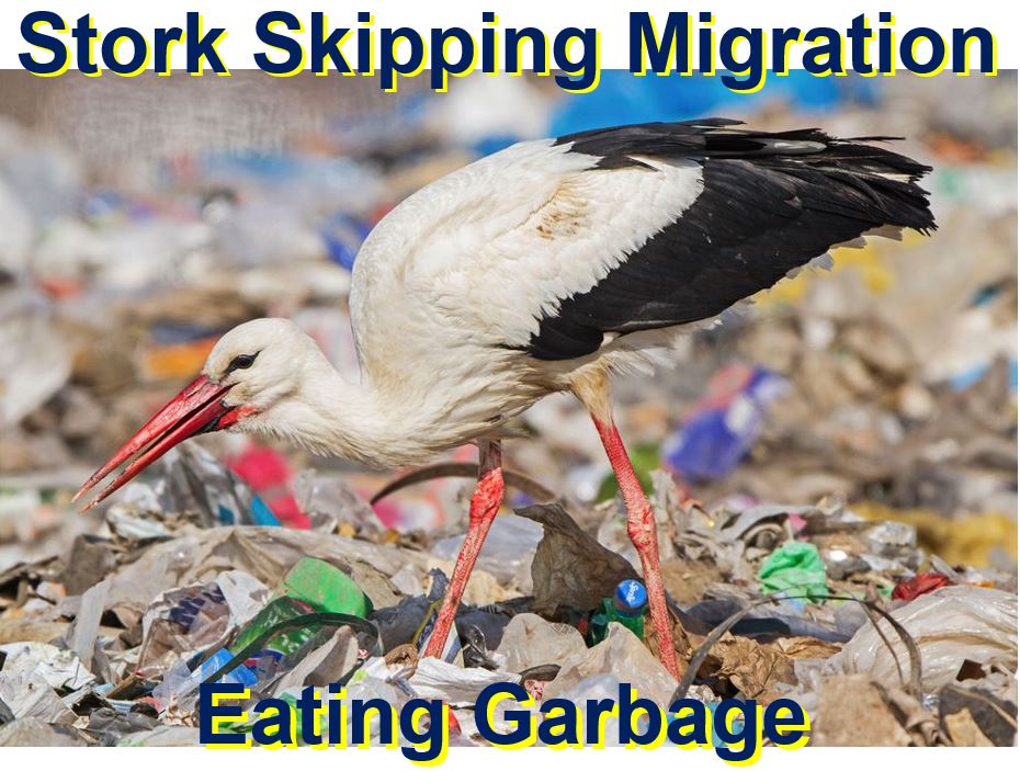 Stork eating garbage skipping migration