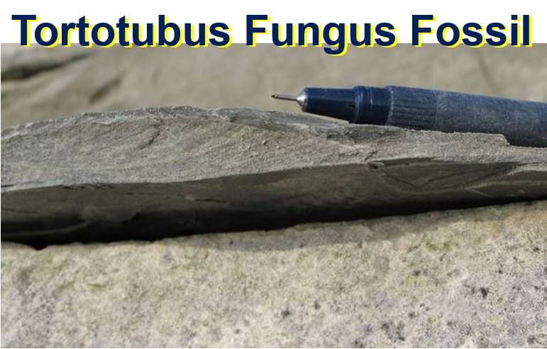 Tortotubus fungus fossil