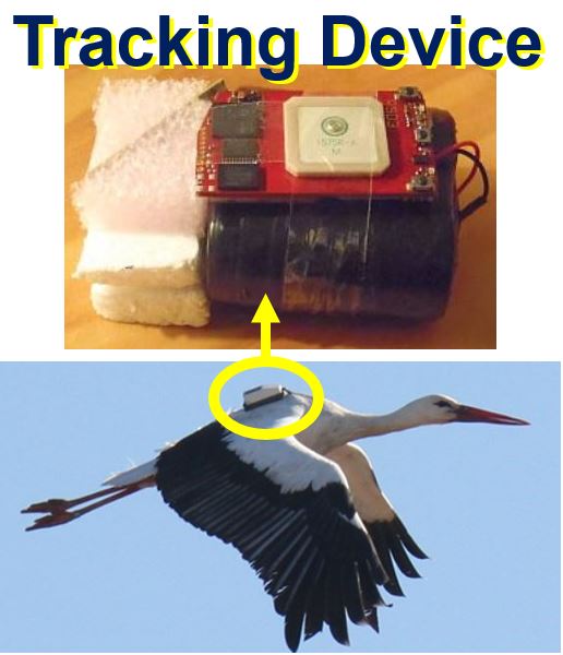 Tracking device for white storks